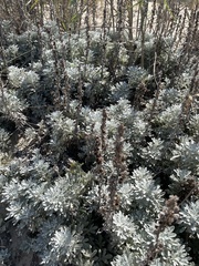 Artemisia stelleriana