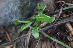 Hypochaeris radicata