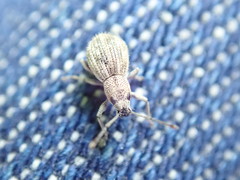 Calomycterus setarius