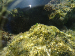 Thalassoma pavo