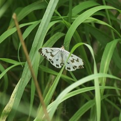 Nyctemera adversata