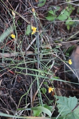 Hypochaeris radicata