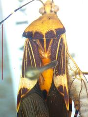 Hypselonotus lineatus