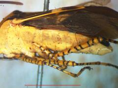 Hypselonotus lineatus