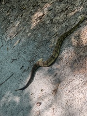 Crotalus horridus