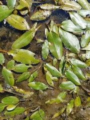 Potamogeton natans