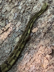 Crotalus horridus
