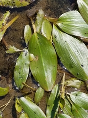 Potamogeton natans
