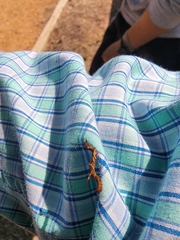 Phyprosopus callitrichoides