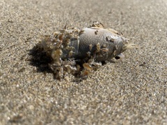 Emerita analoga