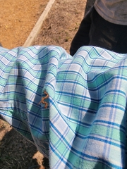 Phyprosopus callitrichoides