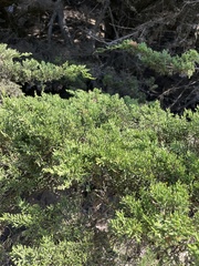 Cupressus macrocarpa