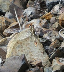 Erpetogomphus lampropeltis