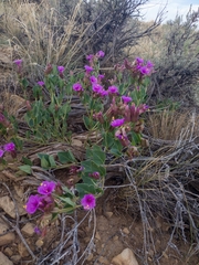 Mirabilis multiflora