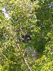 Alouatta caraya