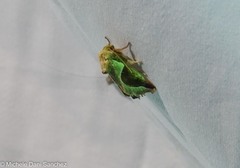 Prolimacodes badia