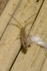Entomobrya