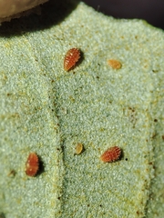 Phylloxera quercus