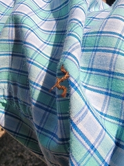 Phyprosopus callitrichoides