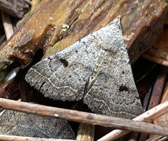 Bleptina caradrinalis