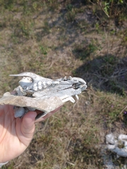 Sus scrofa domesticus