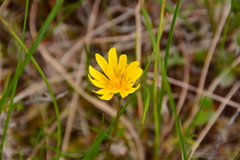 Microseris