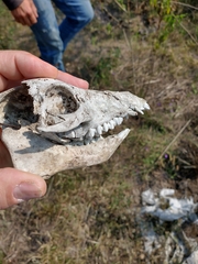 Sus scrofa domesticus