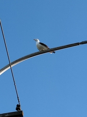 Larus dominicanus dominicanus