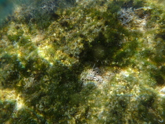 Amphiroa rigida