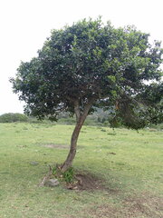 Sideroxylon inerme inerme