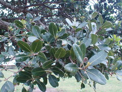 Sideroxylon inerme inerme