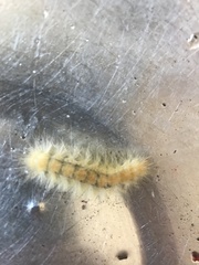 Malacosoma californica