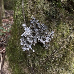Pseudocyphellaria