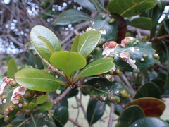 Sideroxylon inerme inerme