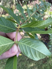 Hentzia mitrata