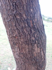 Sideroxylon inerme inerme