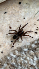 Trochosa