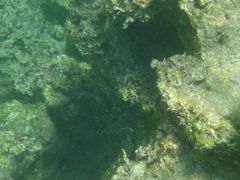 Epinephelus marginatus