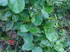 Cynanchum obtusifolium