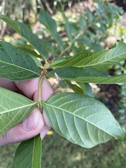 Hentzia mitrata
