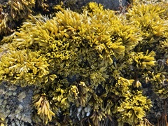 Pelvetiopsis limitata