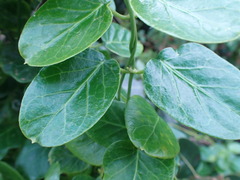 Cynanchum obtusifolium