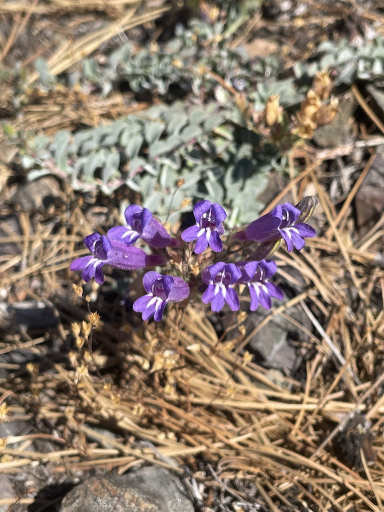 Penstemon purpusii