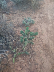 Opuntia polyacantha