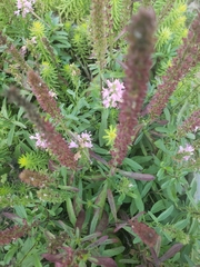 Dracocephalum thymiflorum