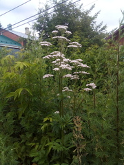 Valeriana officinalis