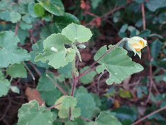 Abutilon sonneratianum