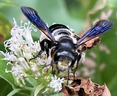 Megachile xylocopoides
