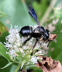 Megachile xylocopoides