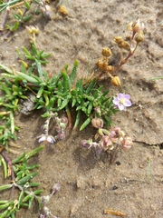 Spergularia rubra